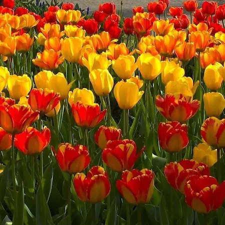 At The In Bad Apartman Malente